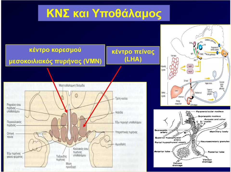 μεσοκοιλιακός