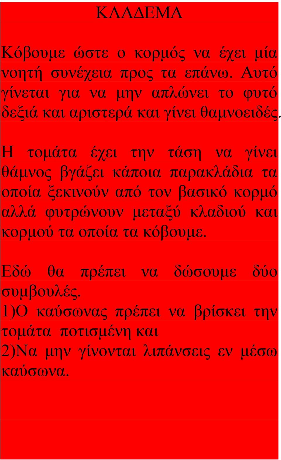 Η τομάτα έχει την τάση να γίνει θάμνος βγάζει κάποια παρακλάδια τα οποία ξεκινούν από τον βασικό κορμό αλλά