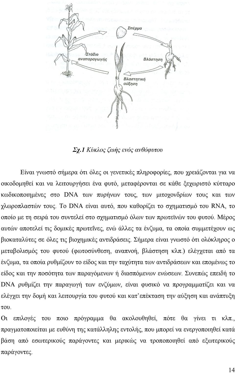 Το DNA είναι αυτό, που καθορίζει το σχηματισμό του RNA, το οποίο με τη σειρά του συντελεί στο σχηματισμό όλων των πρωτεϊνών του φυτού.