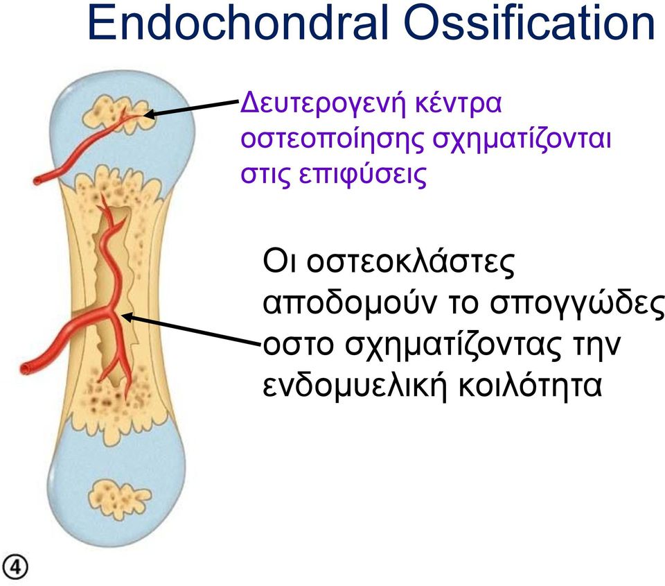 επιφύσεις Οι οστεοκλάστες αποδομούν το