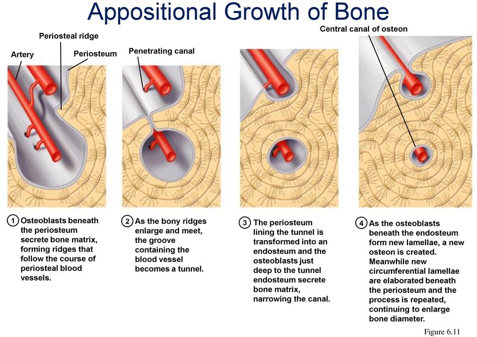 osteoblasts just periosteal blood becomes a tunnel. deep to the tunnel vessels. endosteum secrete bone matrix, narrowing the canal.