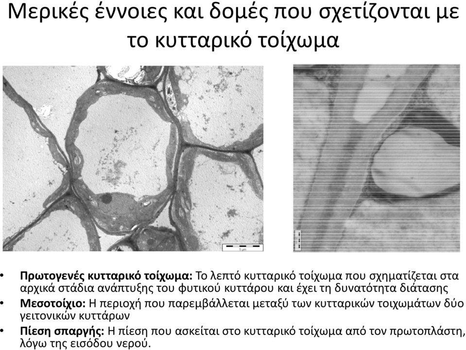 δυνατότητα διάτασης Μεσοτοίχιο: Η περιοχή που παρεμβάλλεται μεταξύ των κυτταρικών τοιχωμάτων δύο