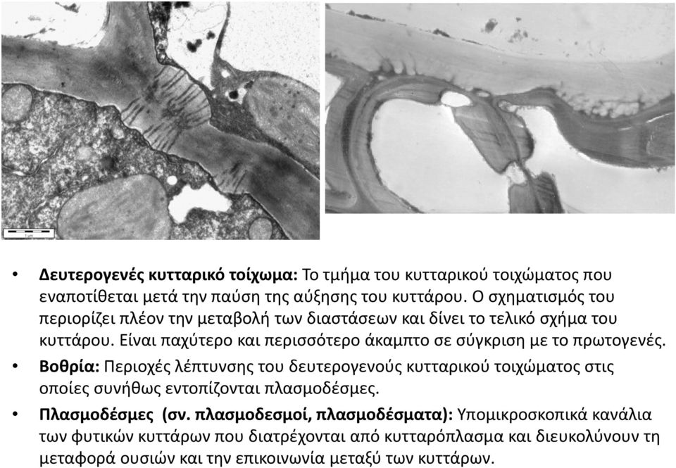 Είναι παχύτερο και περισσότερο άκαμπτο σε σύγκριση με το πρωτογενές.