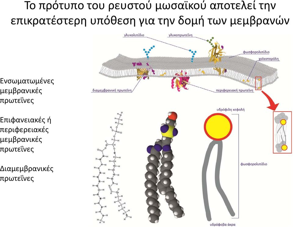 Ενσωματωμένες μεμβρανικές πρωτεΐνες Επιφανειακές ή
