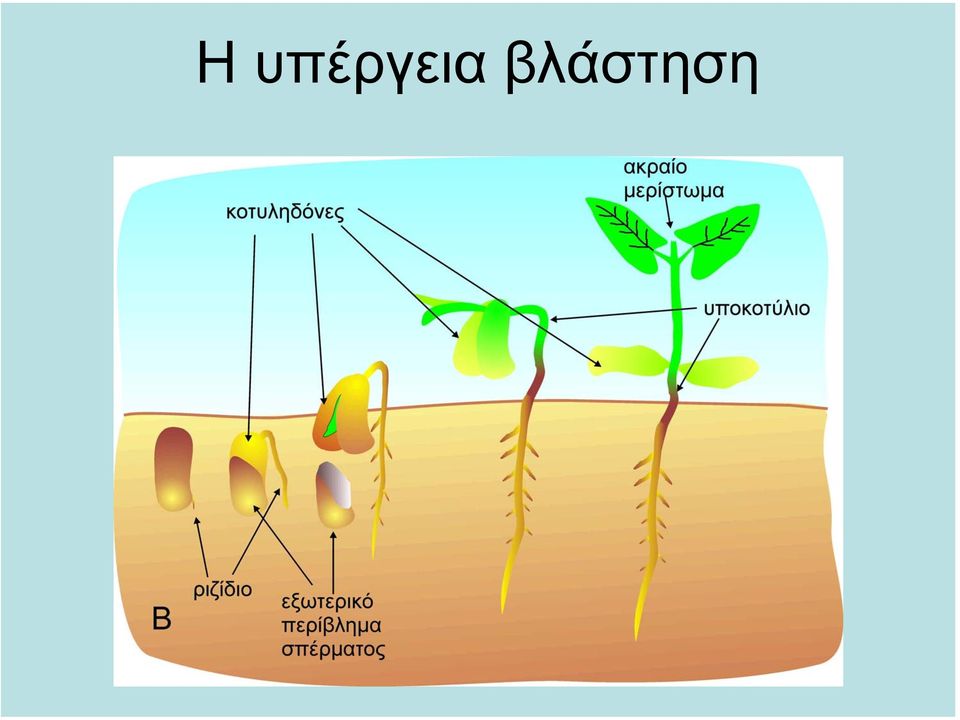 βλάστηση