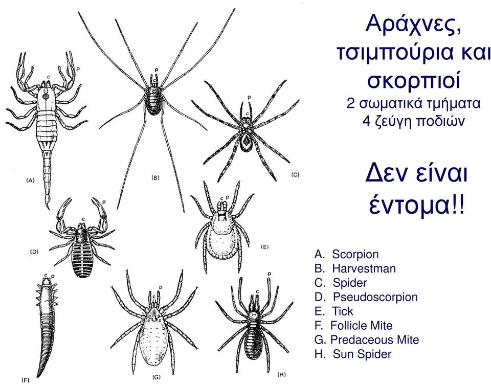Scorpion B. Harvestman C. Spider D.