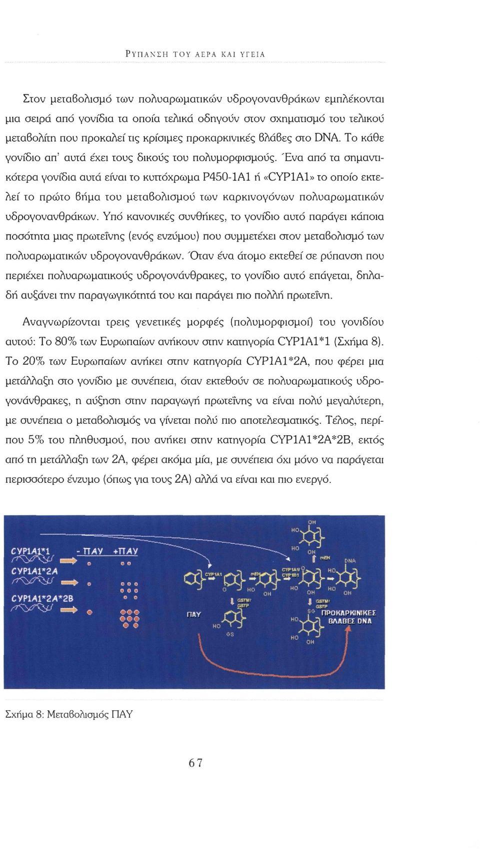 Ένα από τα σημαντικότερα γονίδια αυτά είναι το κυττόχρωμα Ρ450-1Α1 ή «CYP1A1» το οποίο εκτελεί το πρώτο βήμα του μεταβολισμού των καρκινογόνων πολυαρωματικών υδρογονανθράκων.