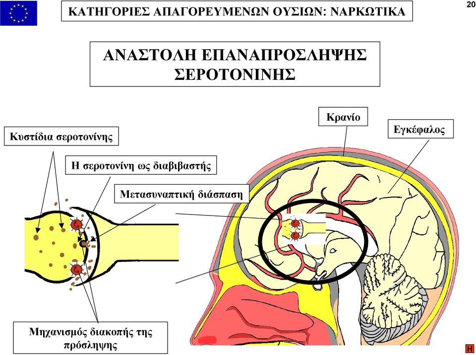 σεροτονίνης Κρανίο Εγκέφαλος Η σεροτονίνη ως