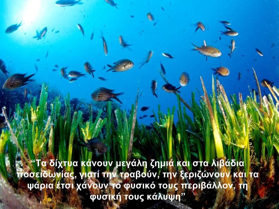 την ξεριζώνουν και τα ψάρια έτσι χάνουν