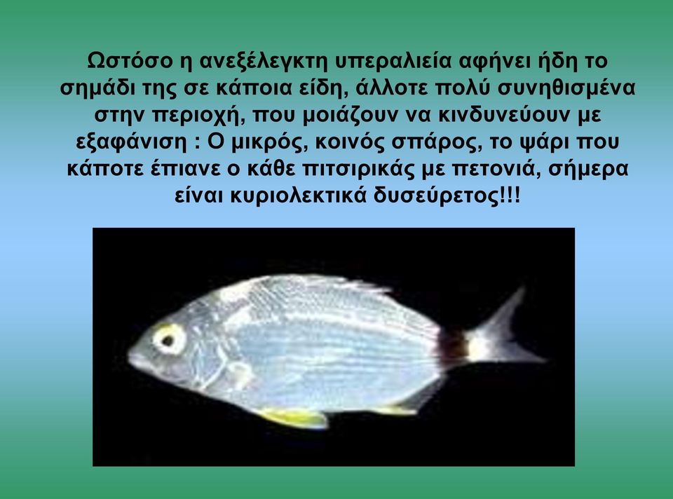 κινδυνεύουν με εξαφάνιση : Ο μικρός, κοινός σπάρος, το ψάρι που