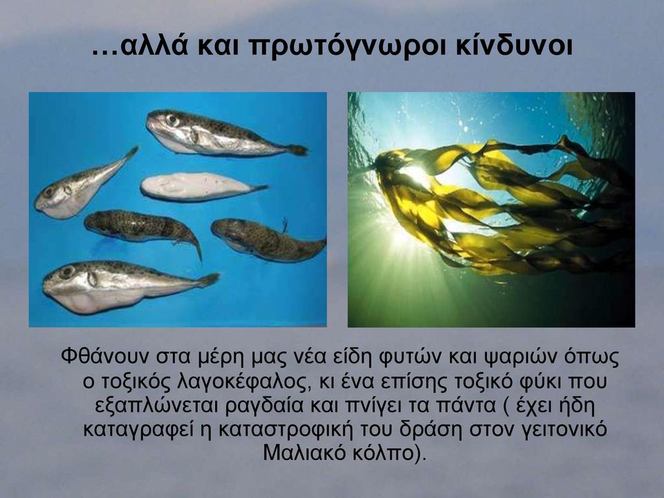 τοξικό φύκι που εξαπλώνεται ραγδαία και πνίγει τα πάντα ( έχει
