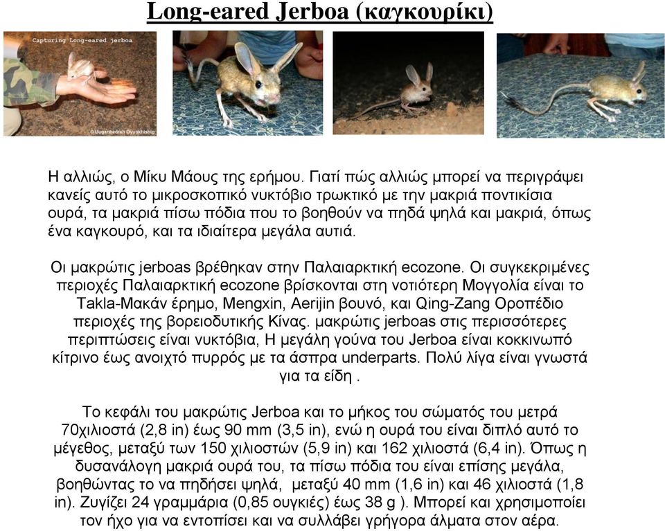 τα ιδιαίτερα μεγάλα αυτιά. Οι μακρώτις jerboas βρέθηκαν στην Παλαιαρκτική ecozone.