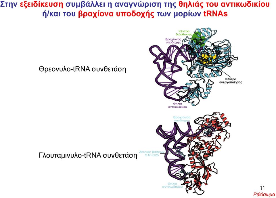 υποδοχής των μορίων trnas Θρεονυλο-tRNA