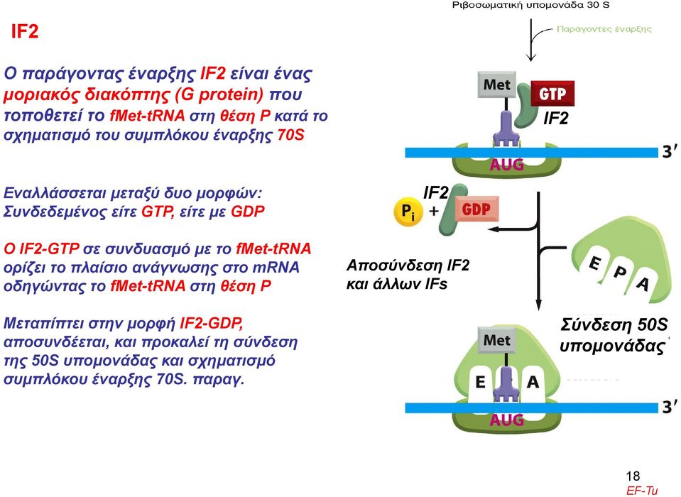 fmet-trna oρίζει το πλαίσιο ανάγνωσης στο mrna οδηγώντας το fmet-trna στη θέση Ρ IF2 Αποσύνδεση IF2 και άλλων IFs Μεταπίπτει στην