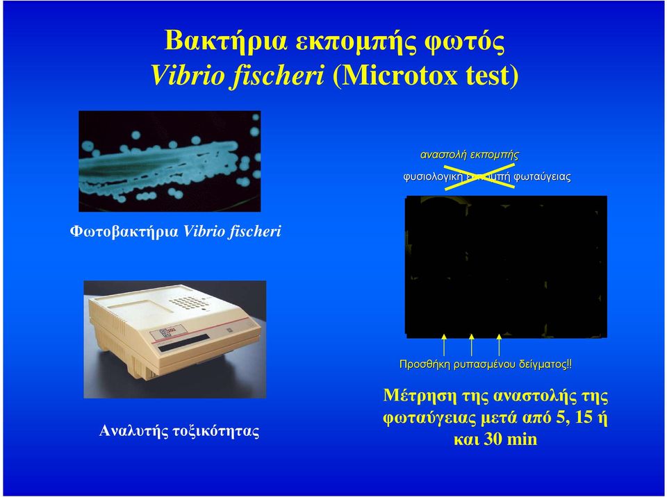 Vibrio fischeri Προσθήκη ρυπασµένου δείγµατος!