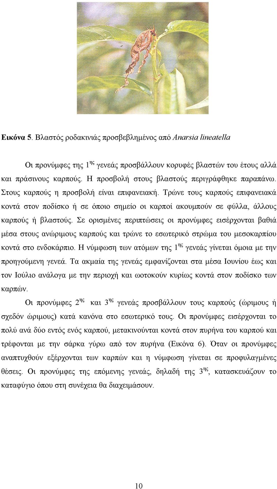 Τρώνε τους καρπούς επιφανειακά κοντά στον ποδίσκο ή σε όποιο σημείο οι καρποί ακουμπούν σε φύλλα, άλλους καρπούς ή βλαστούς.