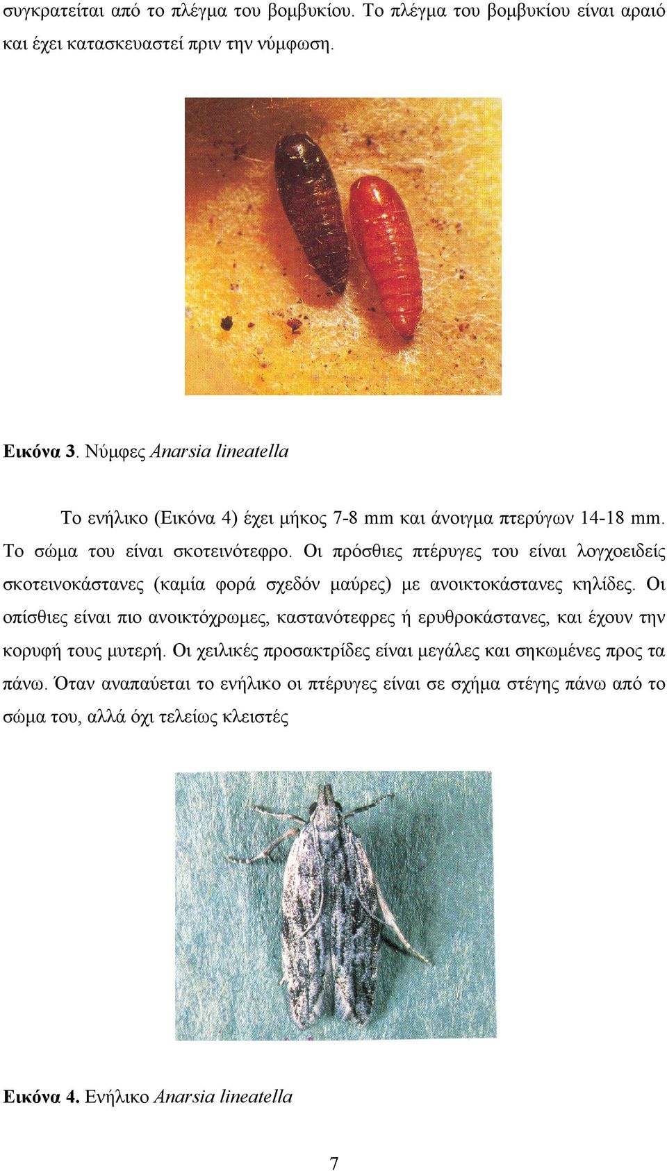 Οι πρόσθιες πτέρυγες του είναι λογχοειδείς σκοτεινοκάστανες (καμία φορά σχεδόν μαύρες) με ανοικτοκάστανες κηλίδες.