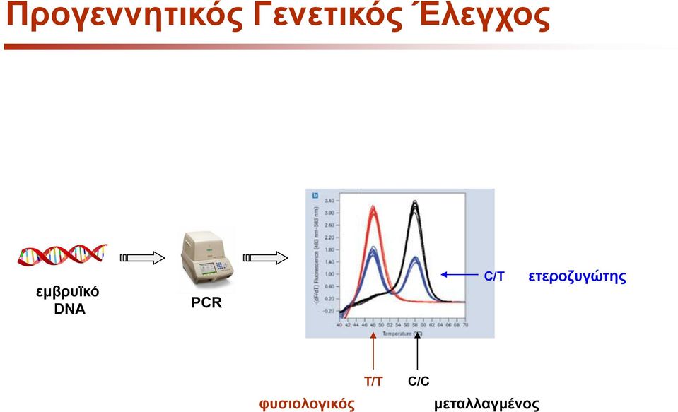 C/Τ ετεροζυγώτης Τ/Τ C/C