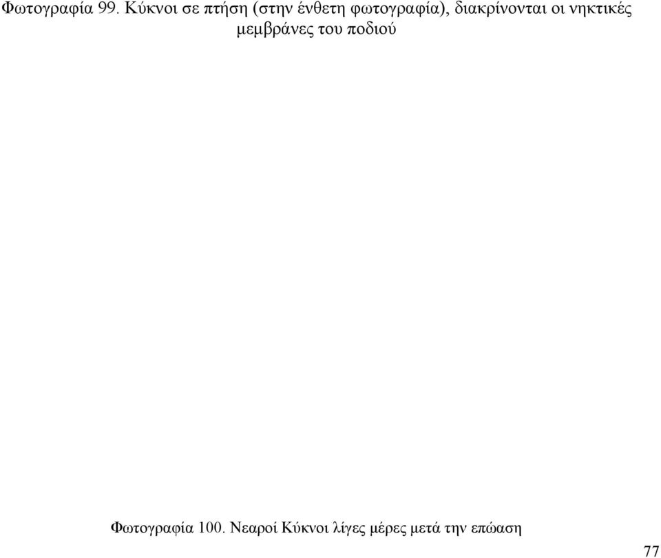 φωτογραφία), διακρίνονται οι νηκτικές