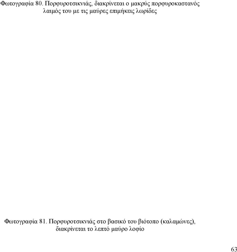 λαιµός του µε τις µαύρες επιµήκεις λωρίδες Φωτογραφία