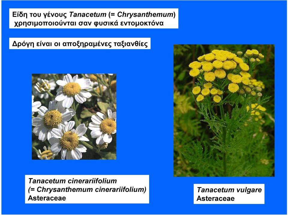 αποξηραμένες ταξιανθίες Tanacetum cinerariifolium (=