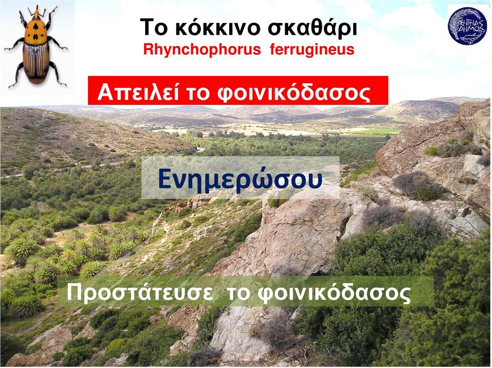 Απειλεί το φοινικόδασος