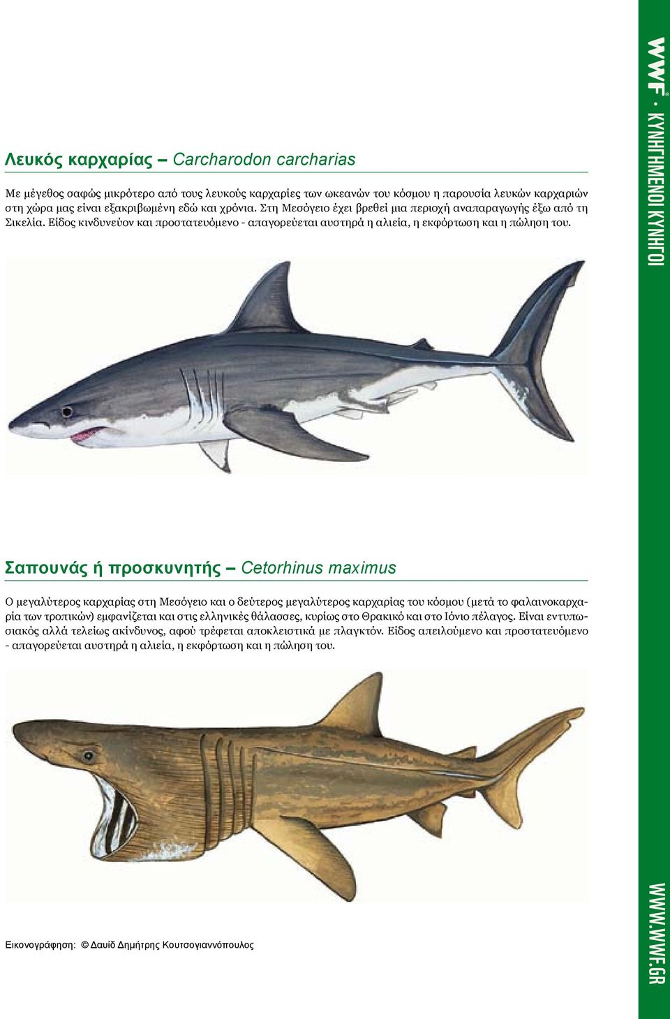Σαπουνάς ή προσκυνητής Cetorhinus maximus Ο μεγαλύτερος καρχαρίας στη Μεσόγειο και ο δεύτερος μεγαλύτερος καρχαρίας του κόσμου (μετά το φαλαινοκαρχαρία των τροπικών) εμφανίζεται και στις ελληνικές