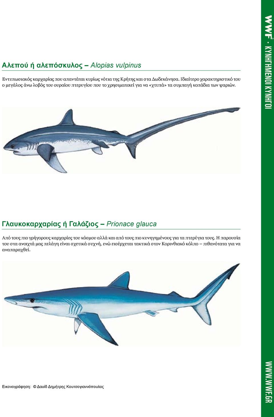 Γλαυκοκαρχαρίας ή Γαλάζιος Prionace glauca Από τους πιο γρήγορους καρχαρίες του κόσμου αλλά και από τους πιο κυνηγημένους για τα πτερύγια τους.