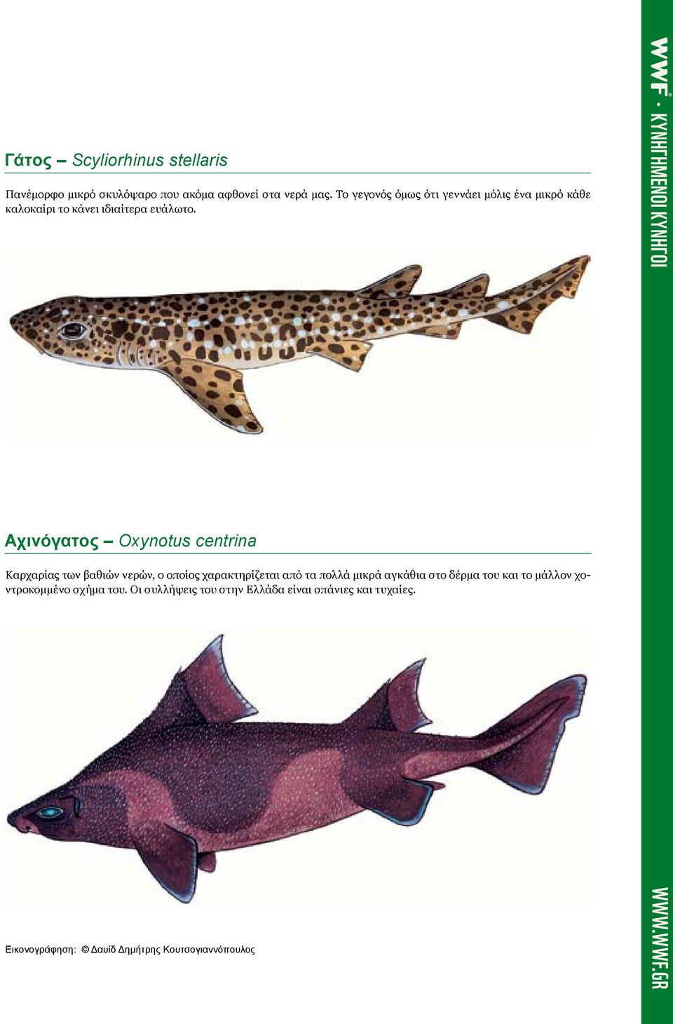 Αχινόγατος Oxynotus centrina Καρχαρίας των βαθιών νερών, ο οποίος χαρακτηρίζεται από τα πολλά μικρά αγκάθια