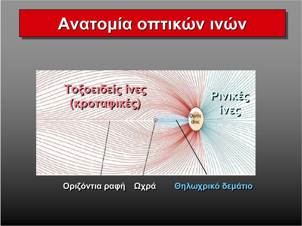 ίνες (κροταφικές) Ρινικές