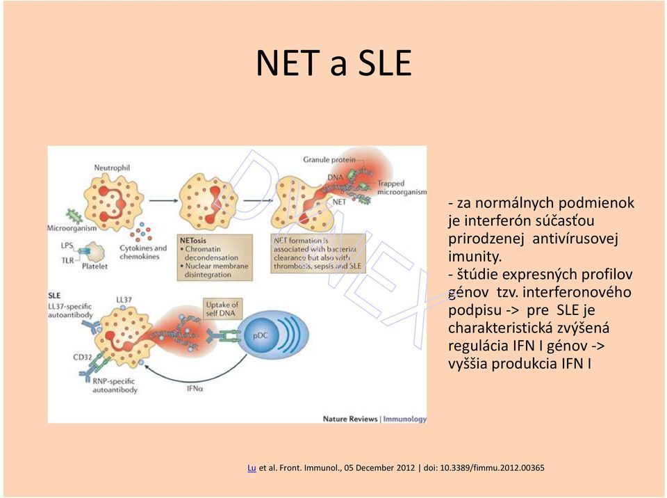 interferonového podpisu -> pre SLE je charakteristická zvýšená regulácia IFN I