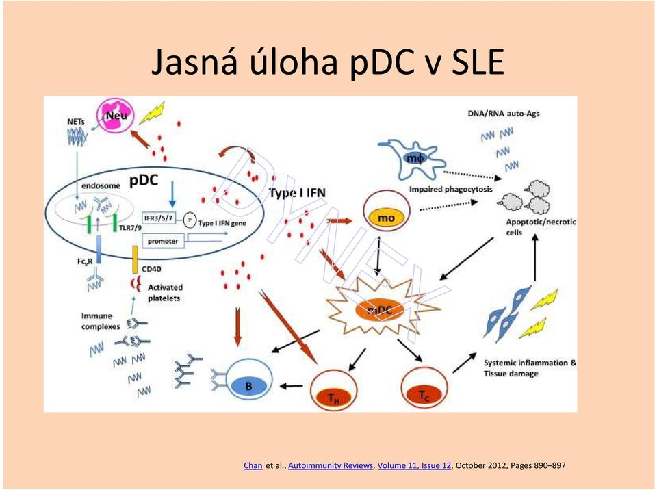 , Autoimmunity Reviews,