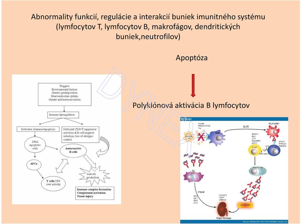 lymfocytov B, makrofágov, dendritických