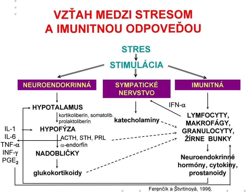 STRES STIMULÁCIA katecholam ny IFN IFN-α LYMFOCYTY, LYMFOCYTY, MAKROFÁGY, MAKROF GY, GRANULOCYTY, GRANULOCYTY, Neuroendokrinn Neuroendokrinné horm RNE