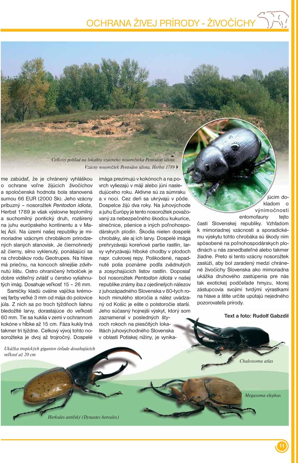 Jeho vzácny príbuzný nosorožtek Pentodon idiota, Herbst 1789 je však výslovne teplomilný a suchomilný pontický druh, rozšírený na juhu európskeho kontinentu a v Malej Ázii.