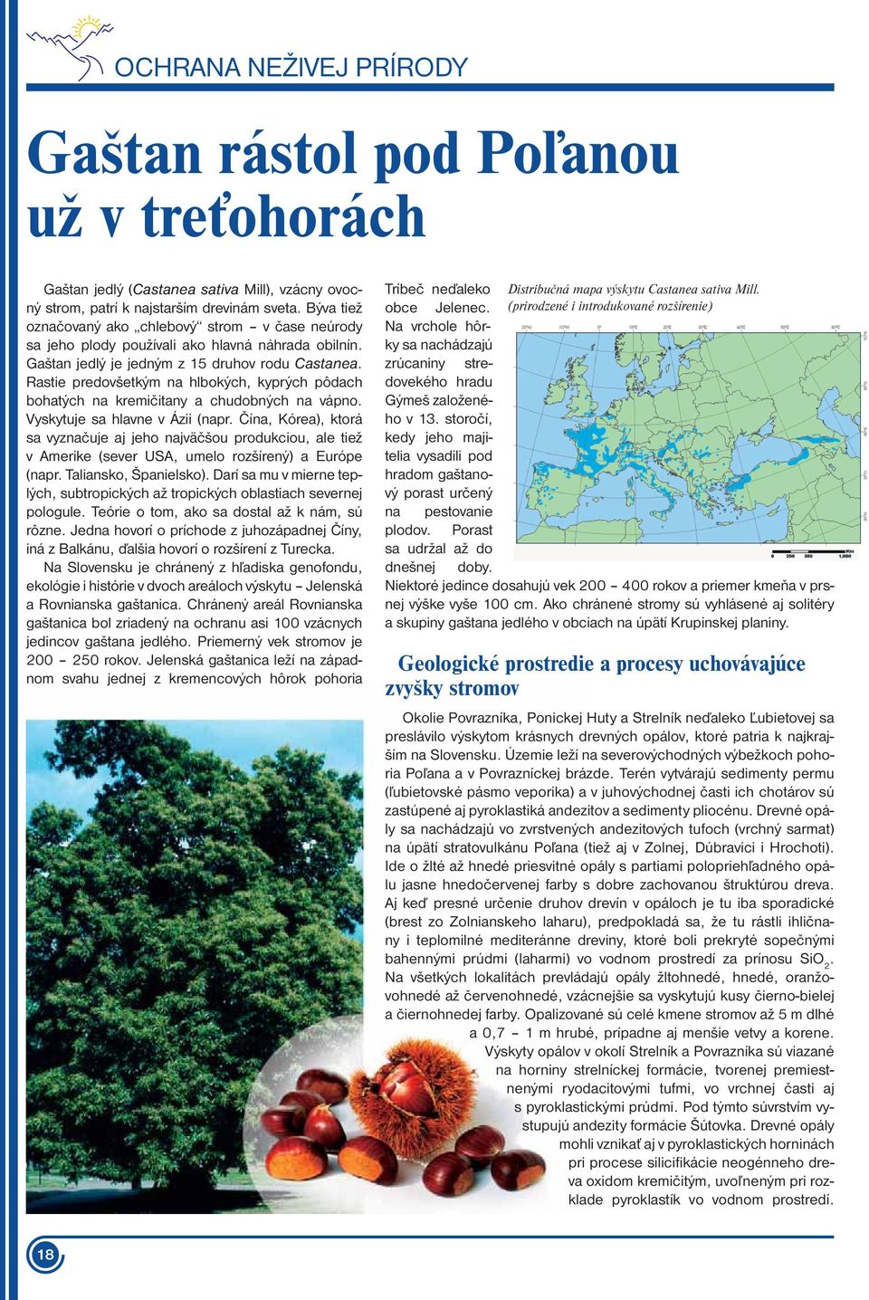 Rastie predovšetkým na hlbokých, kyprých pôdach bohatých na kremičitany a chudobných na vápno. Vyskytuje sa hlavne v Ázii (napr.
