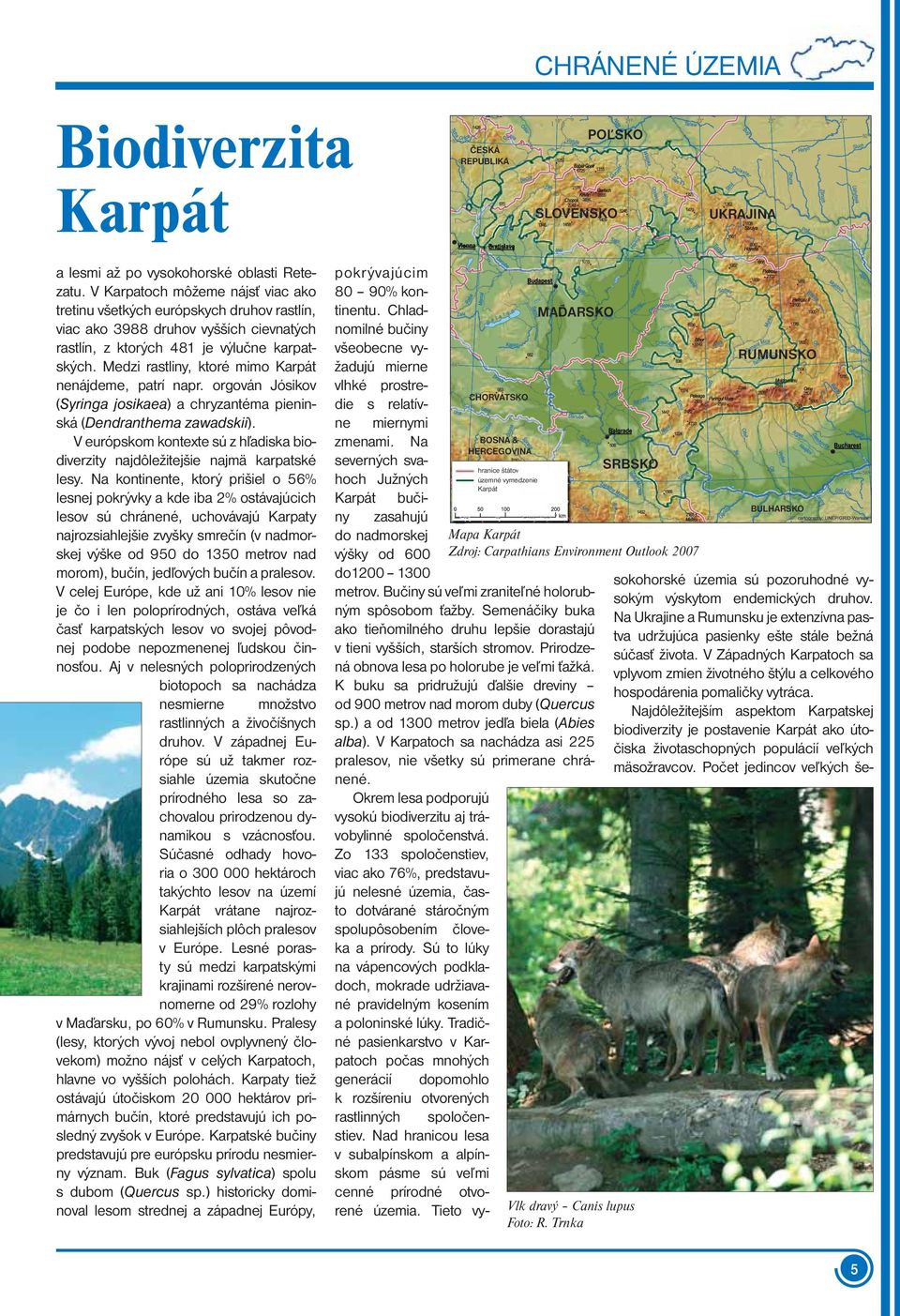Medzi rastliny, ktoré mimo Karpát nenájdeme, patrí napr. orgován Jósikov (Syringa josikaea) a chryzantéma pieninská (Dendranthema zawadskii).