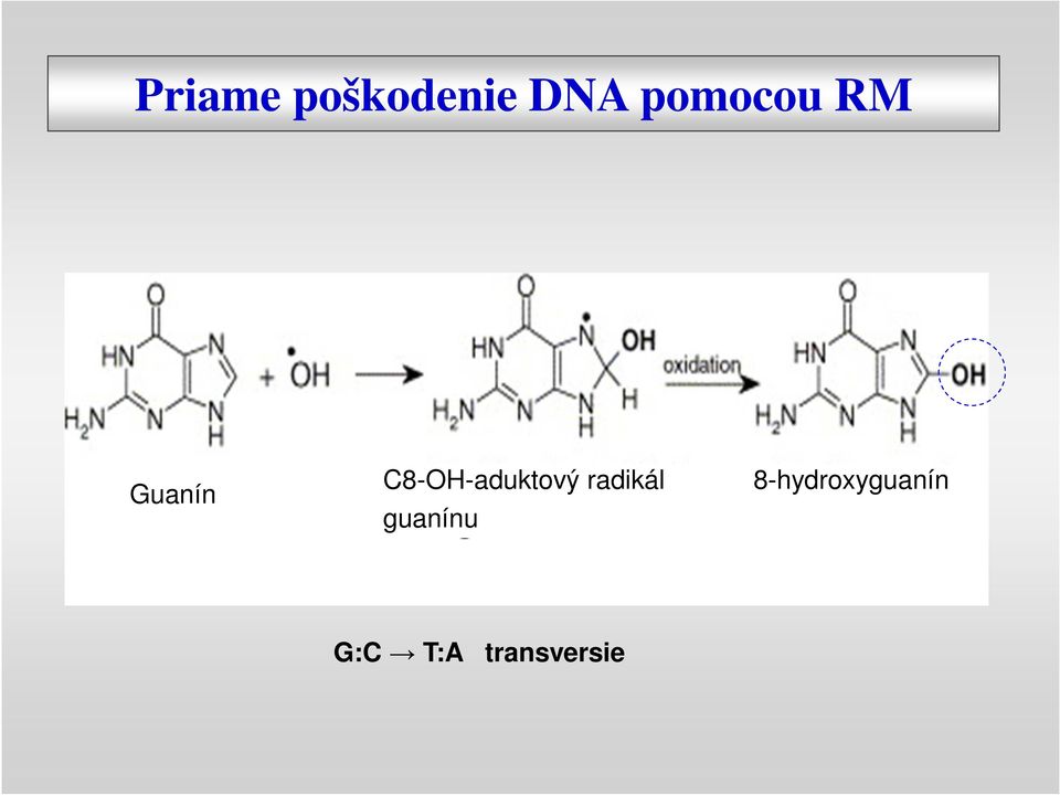 C8-OH-aduktový radikál