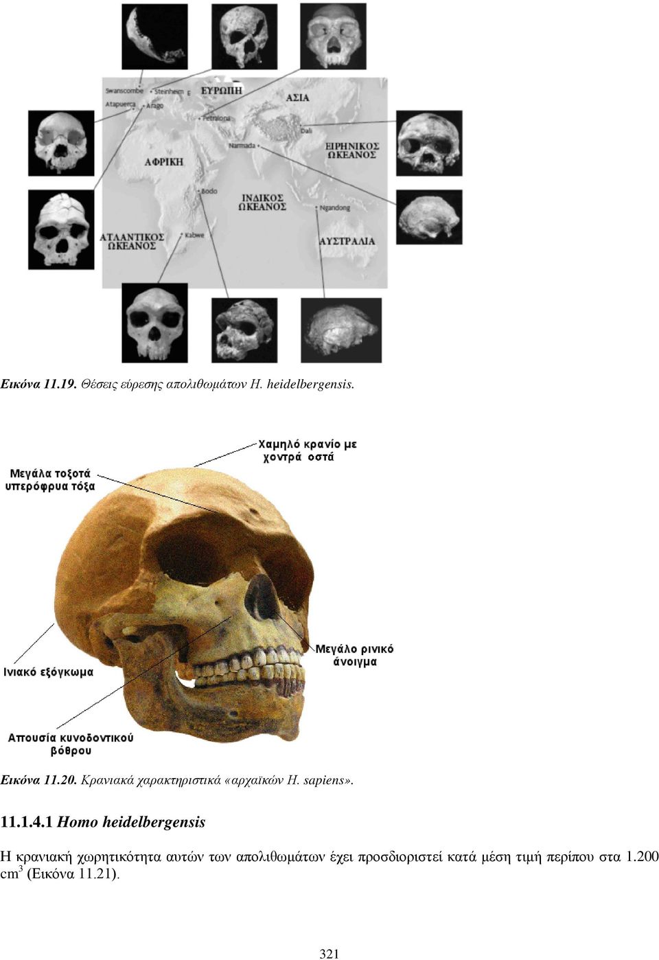1 Homo heidelbergensis H κρανιακή χωρητικότητα αυτών των