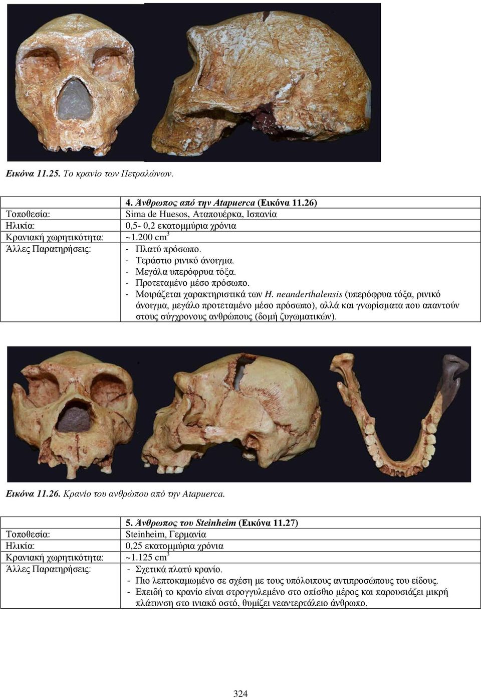 neanderthalensis (υπερόφρυα τόξα, ρινικό άνοιγμα, μεγάλο προτεταμένο μέσο πρόσωπο), αλλά και γνωρίσματα που απαντούν στους σύγχρονους ανθρώπους (δομή ζυγωματικών). Εικόνα 11.26.