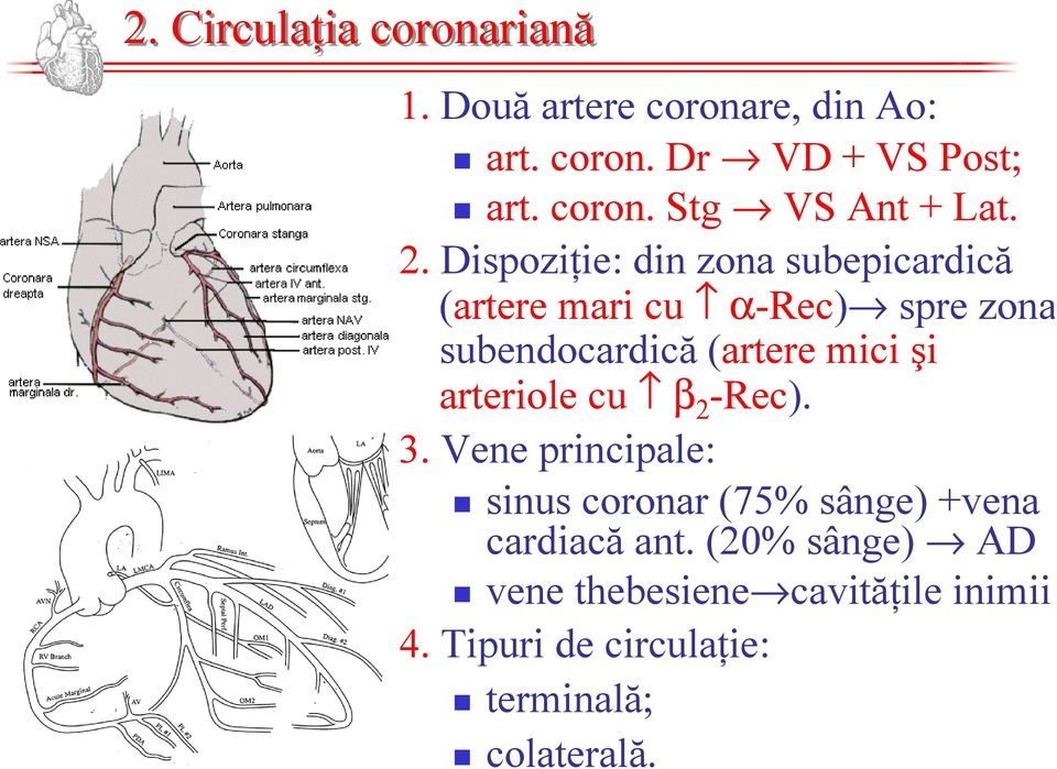 arteriole cu β 2 -Rec). 3. Vene principale: sinus coronar (75% sânge) +vena cardiacă ant.