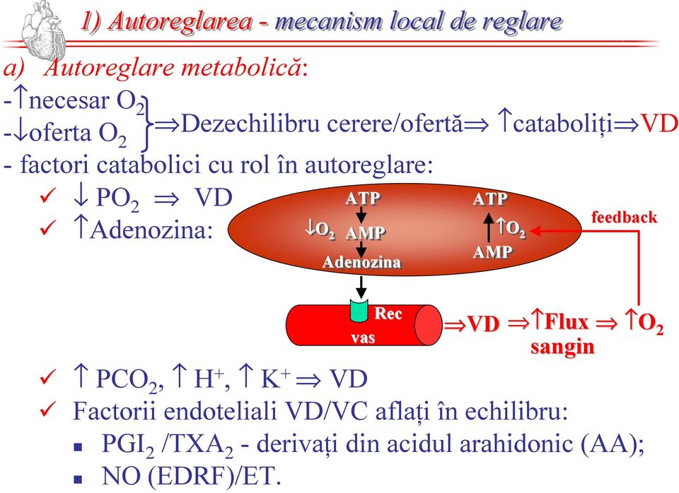 O 2 ATP AMP Adenozina Rec vas ATP O 2 AMP VDVD feedback FluxFlux O 2 sangin PCO 2, H +, K + VD