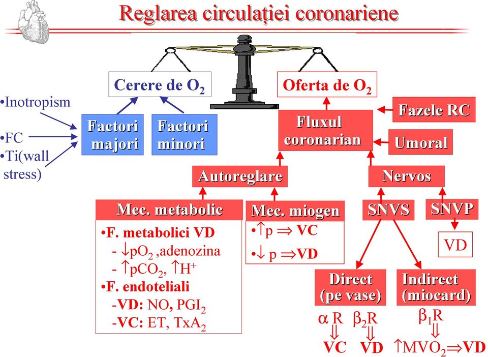 . metabolic F. metabolici VD - po 2,adenozina - pco 2, H + F.