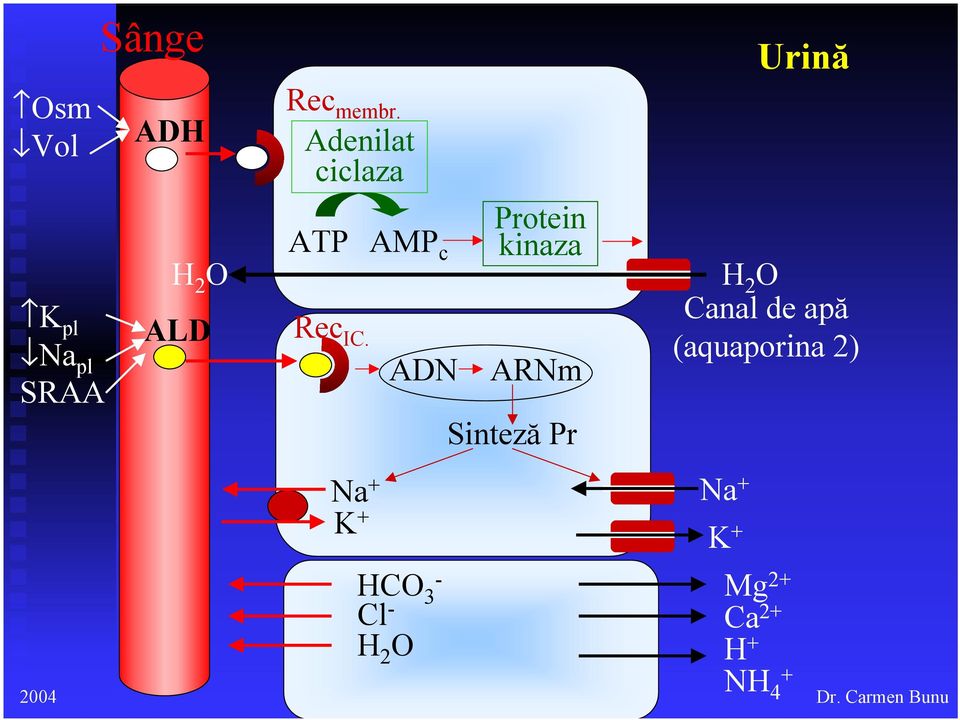 AMP c Protein kinaza ADN ARNm Sinteză Pr Urină H 2 O