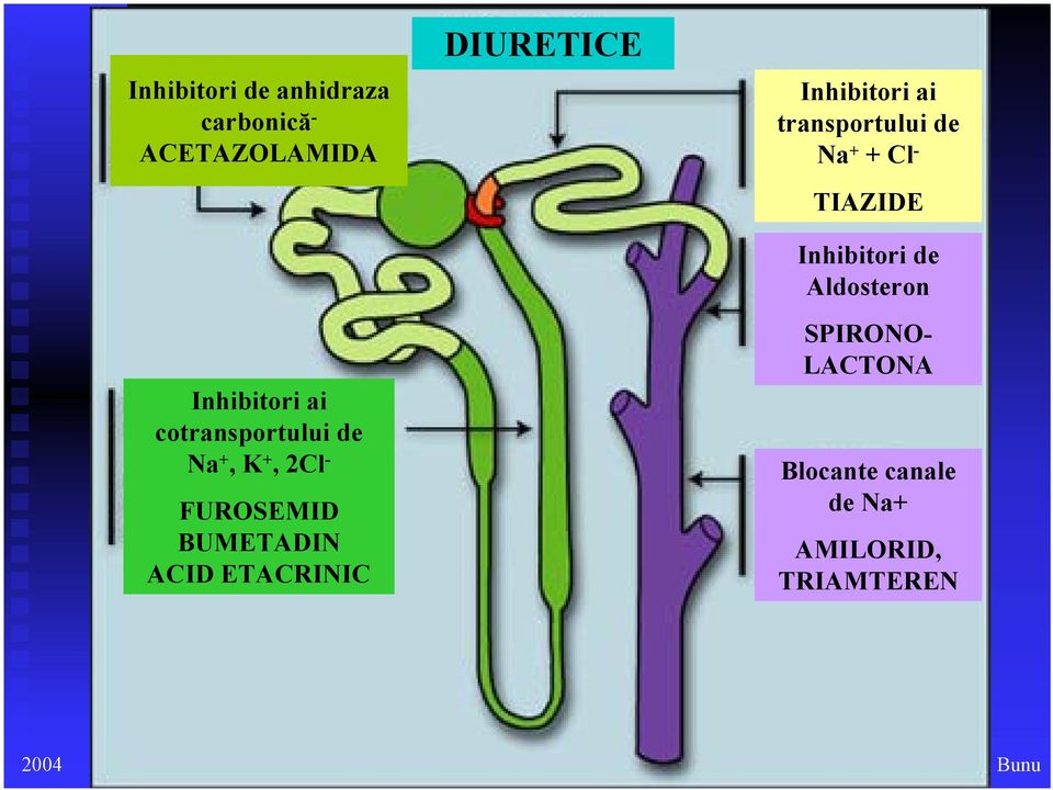 DIURETICE Inhibitori ai transportului de Na + + Cl - TIAZIDE