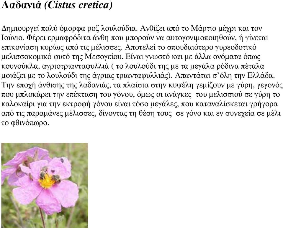 Είναι γνωστό και µε άλλα ονόµατα όπως κουνούκλα, αγριοτριανταφυλλιά ( το λουλούδι της µε τα µεγάλα ρόδινα πέταλα µοιάζει µε το λουλούδι της άγριας τριανταφυλλιάς). Απαντάται σ όλη την Ελλάδα.
