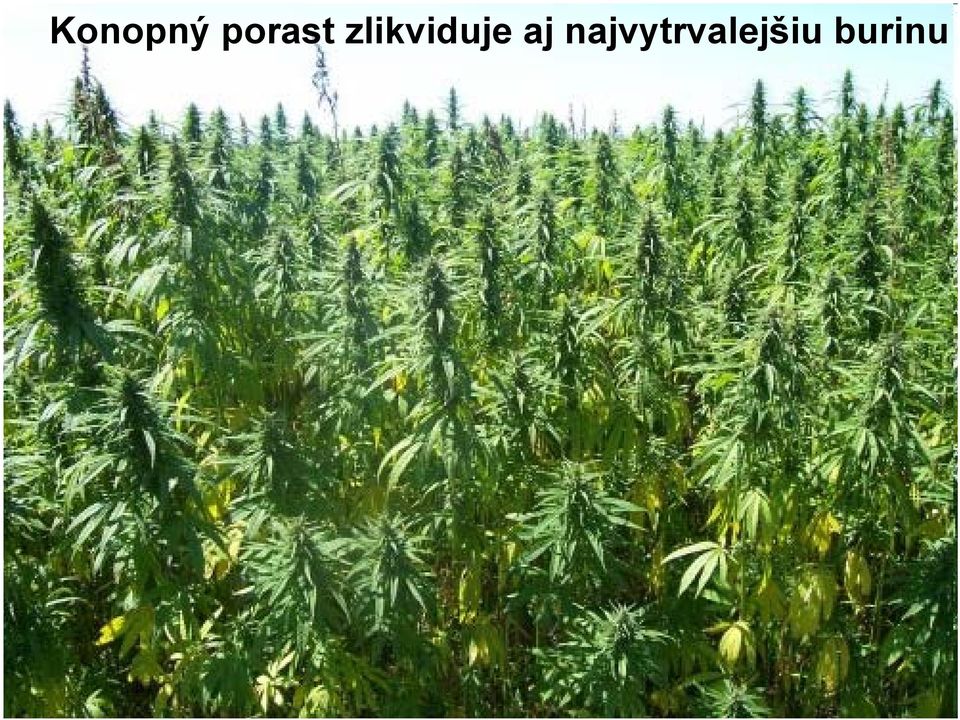 zlikviduje