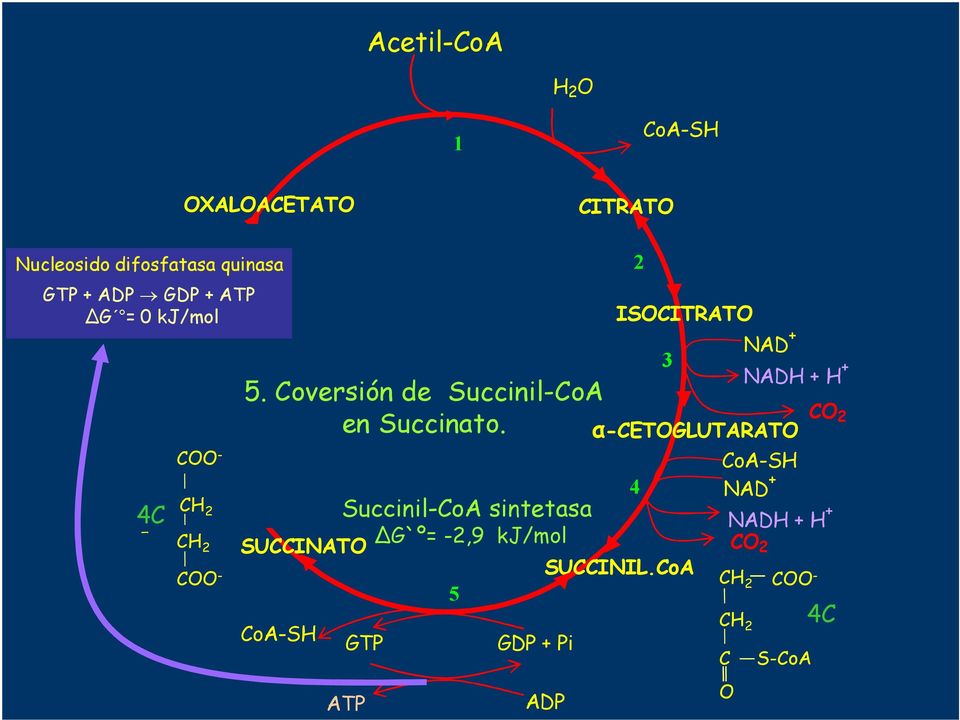 Coversión Succinil-CoA en Succinato.