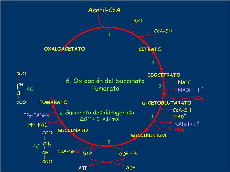 Oxidación l Succinato Fumarato Succinato