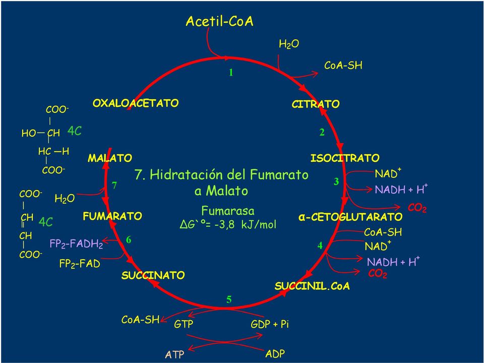 SUCCINATO 7.